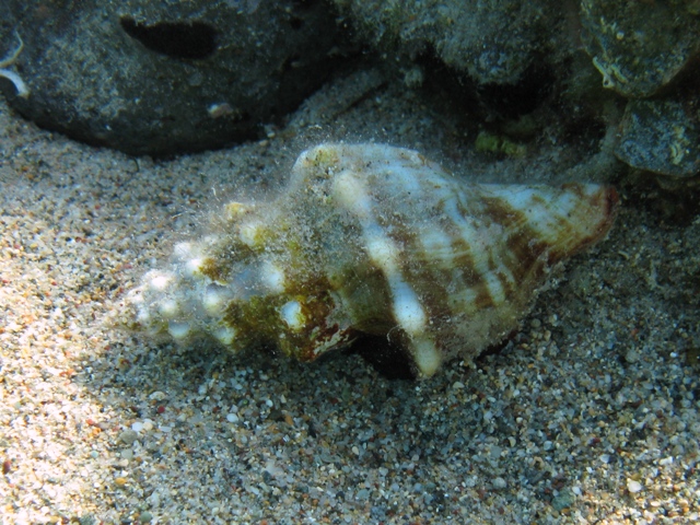 Fasciolaria lignaria